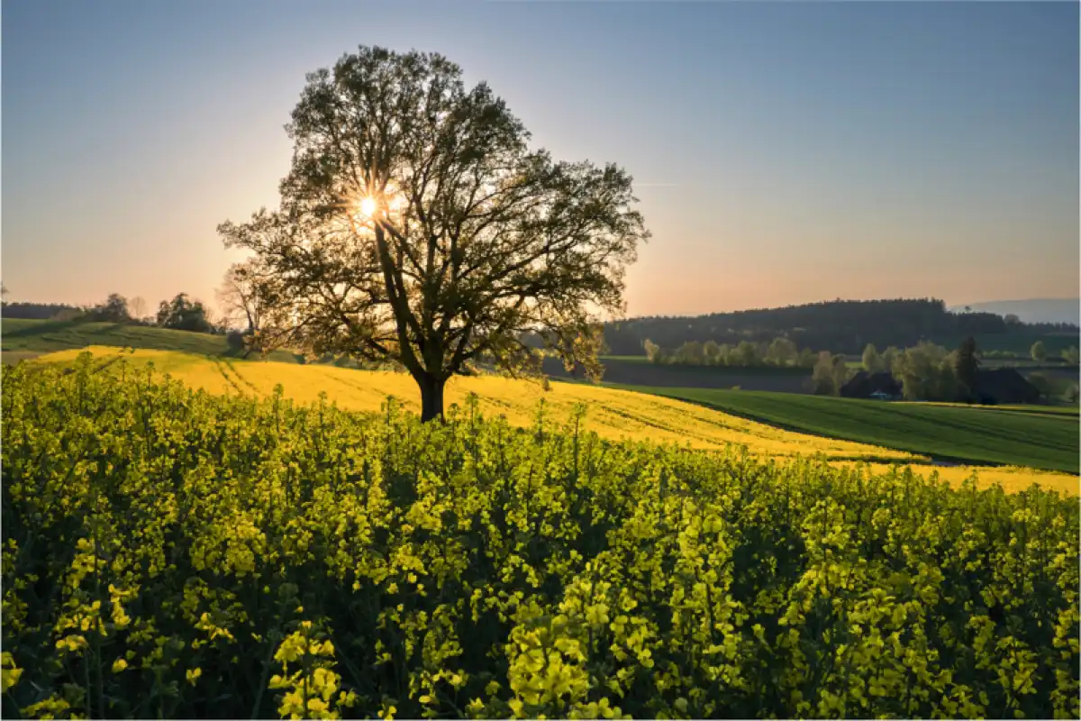 Arbre et nature